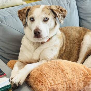 Catahoula Leopard Dog Dogs Available for Adoption - Lee Lu | PetCurious