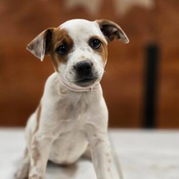 Cattle Dog and American Bulldog Dogs Available for Adoption in Poinciana, Florida - Journey | PetCurious