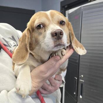 Beagle Dogs Available for Adoption - Sincey 26-0041 | PetCurious