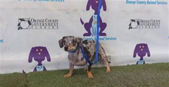 RUBY -  Chihuahua and Dachshund Dog for Adoption in Orlando, Florida - RUBY | PetCurious