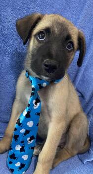 Australian Cattle Dog Blue Heeler Dogs Available for Adoption in Newport, Kentucky - Xander | PetCurious