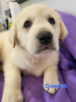 Great Pyrenees and Labrador Retriever Dogs Available for Adoption - Crawfish | PetCurious