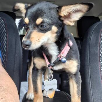 Jingles -  Chihuahua and Mixed Breed Dog Available for Adoption - Jingles | PetCurious