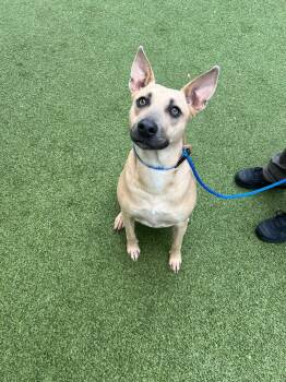 Shepherd Dogs Available for Adoption in Wilmington, North Carolina - Cookie | PetCurious