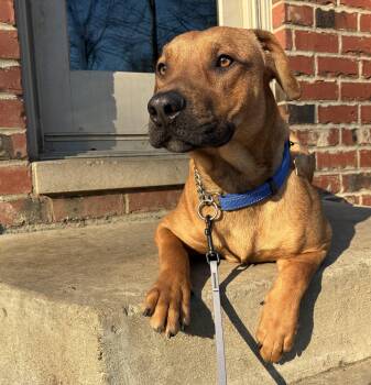 Vizsla and Mixed Breed Dogs Available for Adoption - Fred | PetCurious
