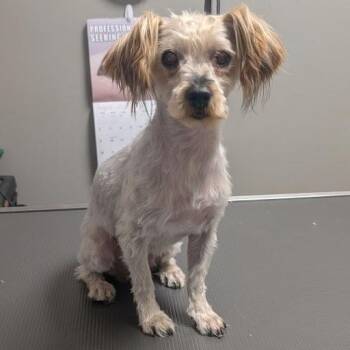 GINGER SPICE -  Yorkshire Terrier Dog for Adoption in Las Vegas, Nevada - GINGER SPICE | PetCurious