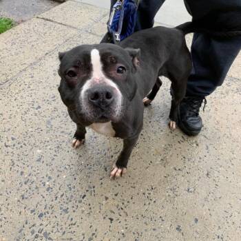 Ryla Reign -  Mixed Breed Dog for Adoption in Philadelphia, Pennsylvania - Ryla Reign | PetCurious