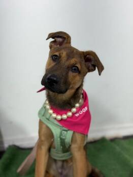 Demi Moore-One of our Amazing Rescue Dogs -  German Shepherd Dog and Belgian Shepherd Malinois Dog for Adoption in Carlsbad, California - Demi Moore-One Of Our Amazing Rescue Dogs | PetCurious