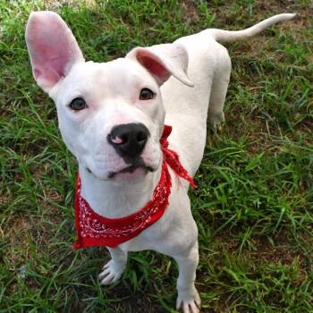 Sparky -  Pit Bull Terrier Dog for Adoption in Beaumont, Texas - Sparky | PetCurious