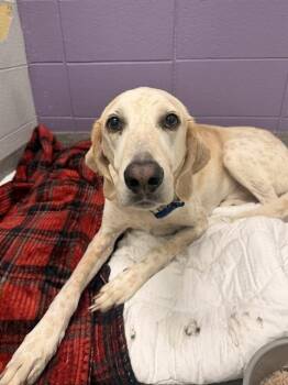 RIDGELINE -  Greyhound and Mixed Breed Dog for Adoption - RIDGELINE | PetCurious