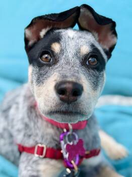 Australian Cattle Dog Blue Heeler Dogs Available for Adoption in Cornwall, Connecticut - Reina | PetCurious
