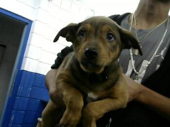 Australian Cattle Dog Blue Heeler and Mixed Breed Dogs Available for Adoption in Albuquerque, New Mexico - CINCO | PetCurious