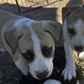 Wrangler -  Wheaten Terrier and Terrier Dog for Adoption in Escondido, California - Wrangler | PetCurious