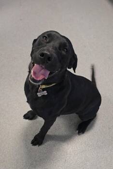 Labrador Retriever Dogs Available for Adoption in Wellington, Kansas - Honey | PetCurious