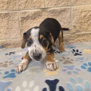 Jane Goodall -  Australian Shepherd and Shepherd Dog for Adoption in Beaumont, Texas - Jane Goodall | PetCurious
