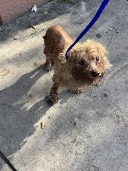 BOOMER -  Bichon Frise Dog for Adoption in Doral, Florida - BOOMER | PetCurious