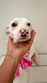 Ivory -  Italian Greyhound and Terrier Dog for Adoption in San Diego, California - Ivory | PetCurious