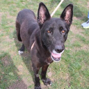 Lulu -  German Shepherd Dog Dog for Adoption in Champaign, Illinois - Lulu | PetCurious