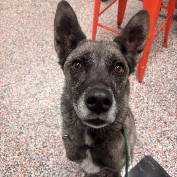 Paul -  Mixed Breed and Norwegian Elkhound Dog for Adoption in Salt Lake City, Utah - Paul | PetCurious