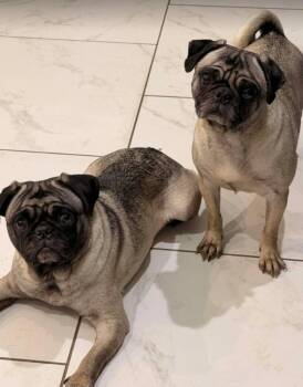 Pug Dogs Available for Adoption - Pugtunia | PetCurious