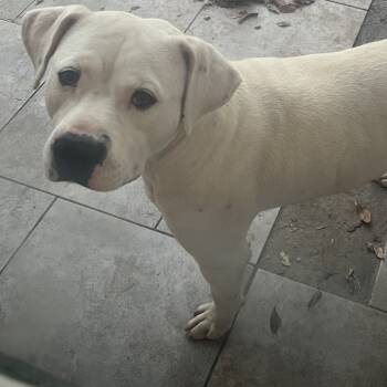 Rescue Pit Bull Terrier and Boxer Dogs for Adoption in Dallas, Texas - Dobby | PetCurious