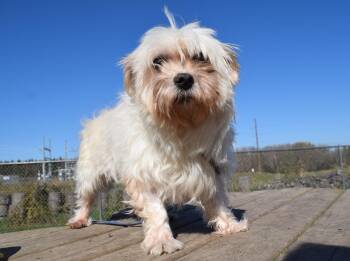 Rescue Maltese Dogs for Adoption in Tomah, Wisconsin - Henry | PetCurious