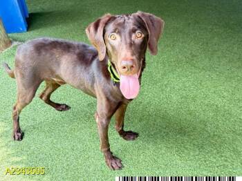 WILDER -  Mixed Breed Dog for Adoption in West Palm Beach, Florida - WILDER | PetCurious