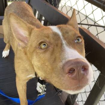 Legoshi -  Pit Bull Terrier and Husky Dog for Adoption in Philadelphia, Pennsylvania - Legoshi | PetCurious