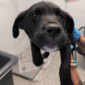 Apple Jacks -  Labrador Retriever and Collie Dog for Adoption in Hattiesburg, Mississippi - Apple Jacks | PetCurious