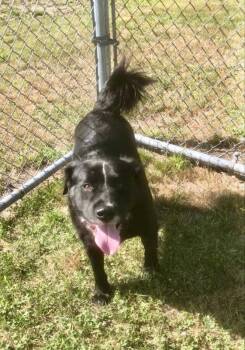 Bongo -  Australian Shepherd and Border Collie Dog for Adoption in Derry, New Hampshire - Bongo | PetCurious