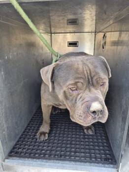 Pit Bull Terrier Dogs Available for Adoption in Lawrenceville, Georgia - Pen 155 Kavc | PetCurious