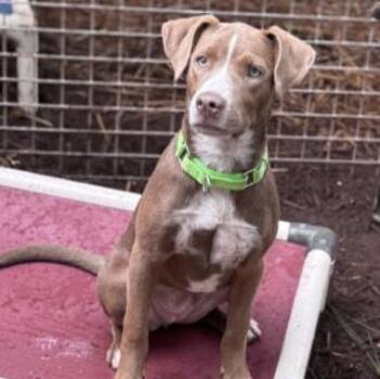 Mecca -  Retriever Dog for Adoption in Pawleys Island, South Carolina - Mecca | PetCurious