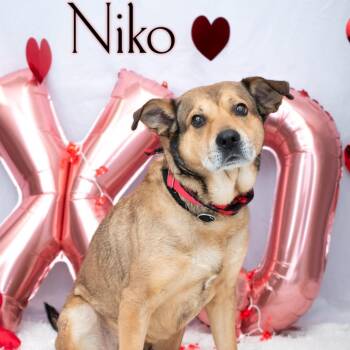Shepherd Dogs Available for Adoption - Niko | PetCurious