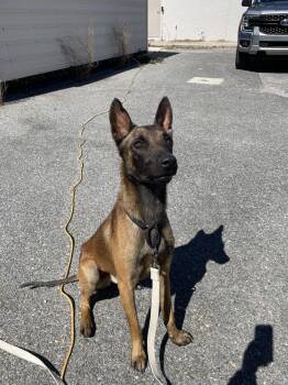 Belgian Shepherd Malinois Dogs Available for Adoption - Squirrel - Located In Florida | PetCurious