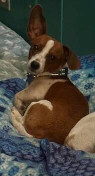 Chihuahua and Jack Russell Terrier Dogs Available for Adoption in Aiken, South Carolina - Rosco | PetCurious