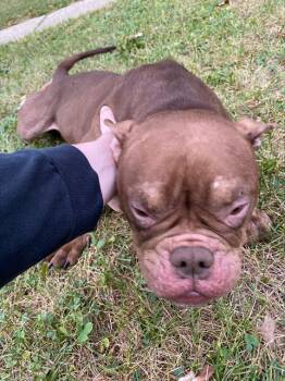 MIMZY -  English Bulldog and Boston Terrier Dog for Adoption in Indianapolis, Indiana - MIMZY | PetCurious