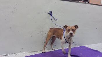MOSES -  Boxer and Mixed Breed Dog for Adoption in Houston, Texas - MOSES | PetCurious