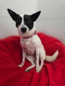 Izzy -  Rat Terrier Dog for Adoption in Elmwood, Louisiana - Izzy | PetCurious
