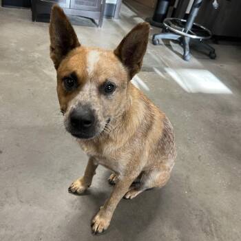 Ryder -  Cattle Dog Dog for Adoption in Tampa, Florida - Ryder | PetCurious