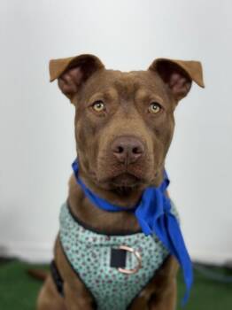 Pit Bull Terrier and Chocolate Labrador Retriever Dogs Available for Adoption in Carlsbad, California - Gavin-One Of Our Amazing Rescue Dogs | PetCurious
