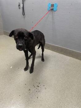 Rescue Labrador Retriever and Mixed Breed Dogs for Adoption in Las Vegas, Nevada - HONEY MAPLE | PetCurious