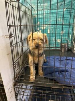 Rescue Yorkshire Terrier and Mixed Breed Dogs for Adoption in Anderson, Indiana - Todo | PetCurious