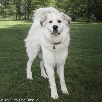 Great Pyrenees Dogs Available for Adoption in Nashville, Tennessee - Leroy | PetCurious