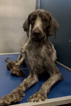 Rescue Standard Poodle and Mixed Breed Dogs for Adoption in Fort Worth, Texas - Dahlio | PetCurious