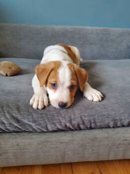 Thai Dragon - Pre Adoption -  Mixed Breed Dog for Adoption in Kettering, Ohio - Thai Dragon - Pre Adoption | PetCurious