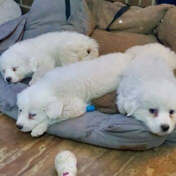 Great Pyrenees and Mixed Breed Dogs Available for Adoption - Frostbite | PetCurious