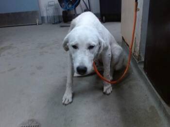 WILBERG -  Great Pyrenees Dog for Adoption in Salinas, California - WILBERG | PetCurious