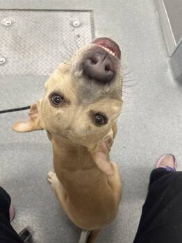 Pit Bull Terrier Dogs Available for Adoption in Indianapolis, Indiana - SWEET GIRL | PetCurious