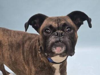 Uno -  Boxer and Mixed Breed Dog for Adoption in Minneapolis, Minnesota - Uno | PetCurious