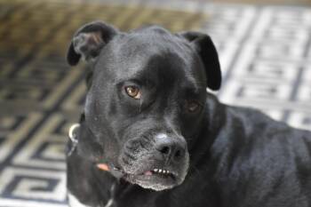 Boxer and Mixed Breed Dogs Available for Adoption in Georgetown, Texas - Humphrey | PetCurious